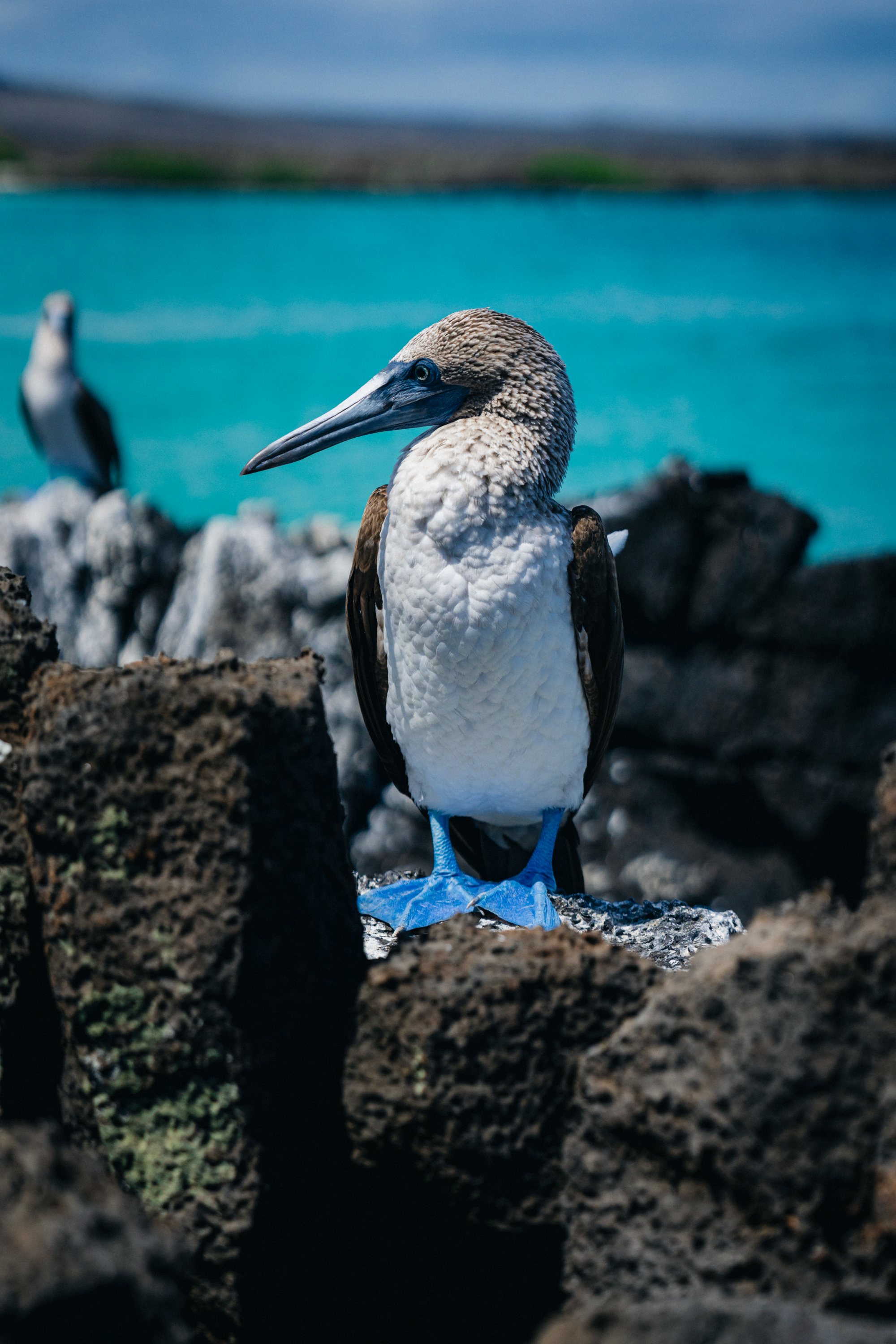 blue-footed-booby-Galápagos