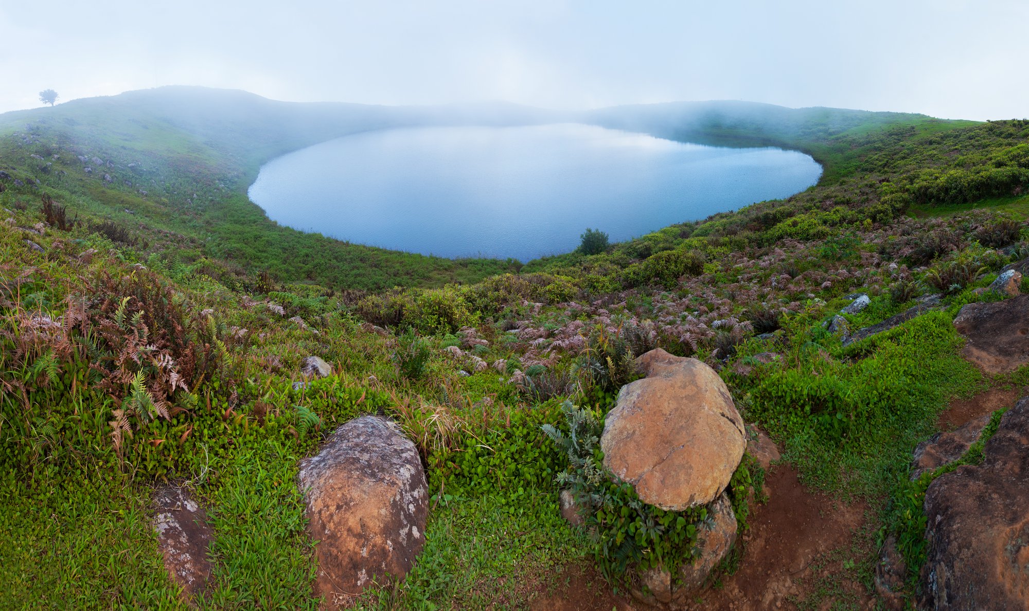 Galápagos-el-junco