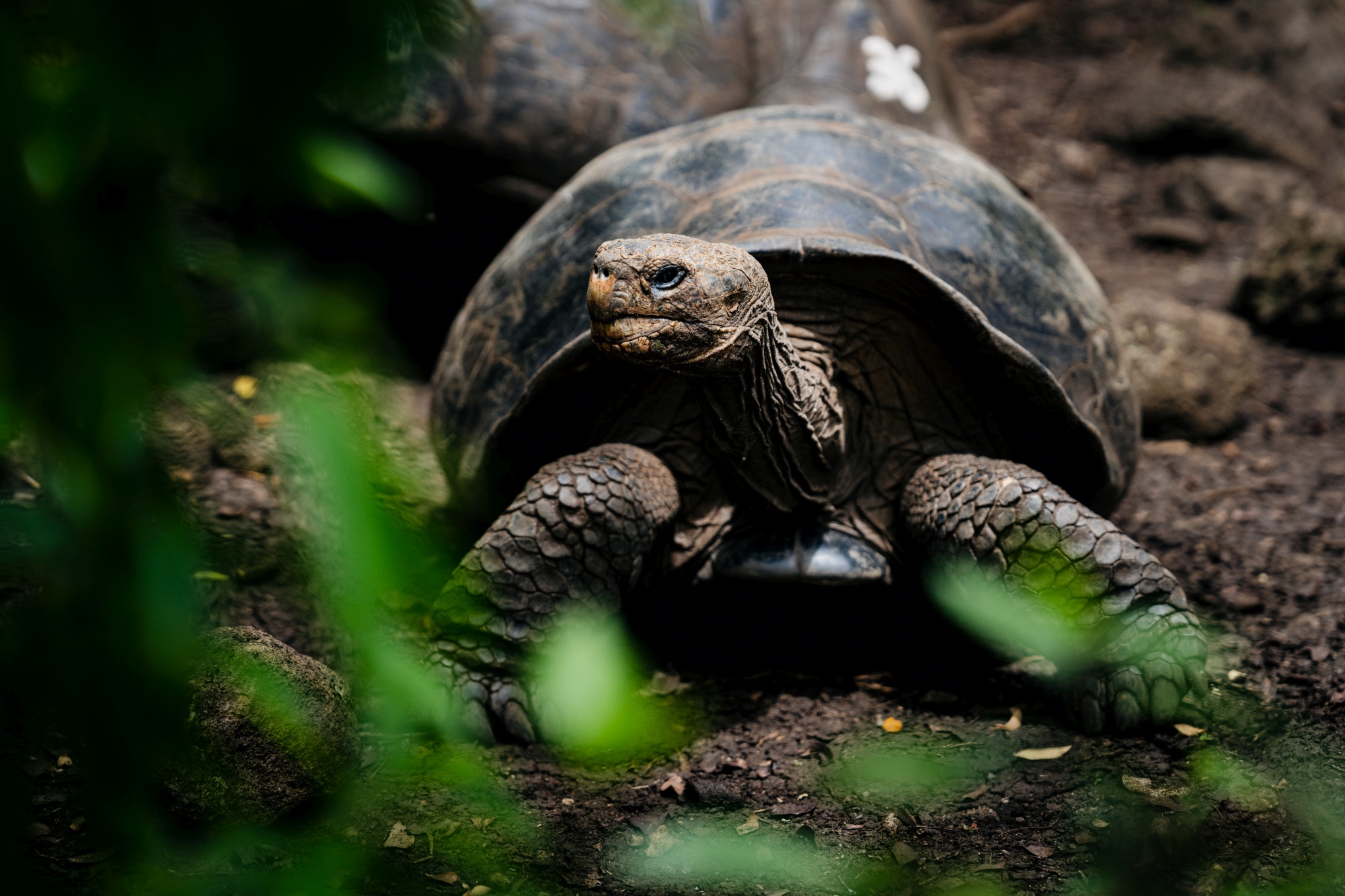giant-tortoise-Galápagos