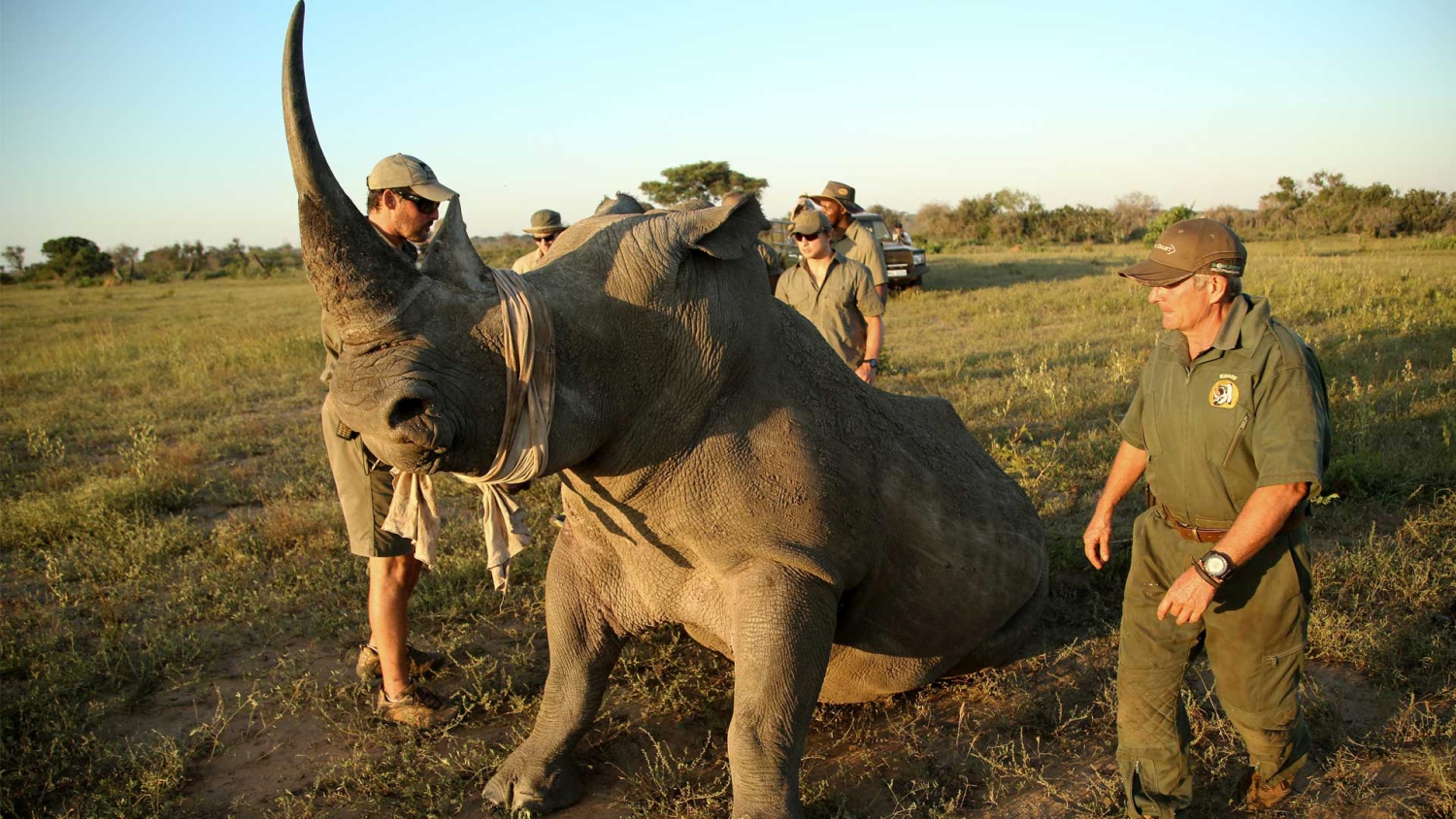 phinda-rhino-dehorning